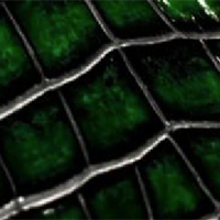 CROCODILE SKIN Green